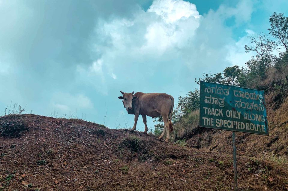 Kodachadri, a dream trek