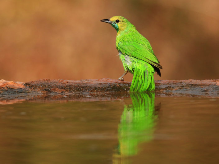 Bird Love
